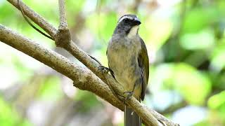 Trinca ferro cantando diferenciado na natureza um verdadeiro astro