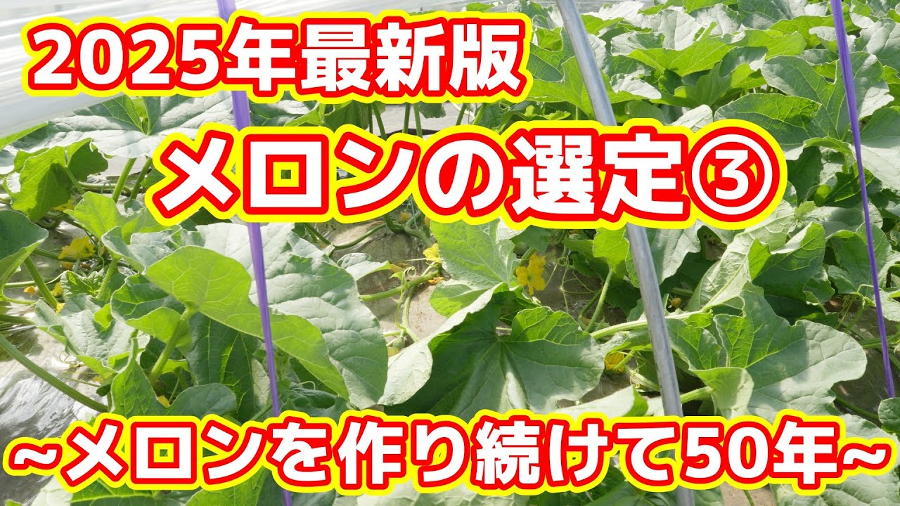 2025] Pinch the tops of fruit-bearing vines and process the tips