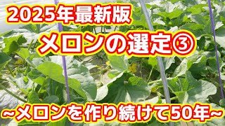 2025] Pinch the tops of fruit-bearing vines and process the tips