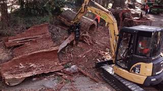 Dangerous Tree Removal