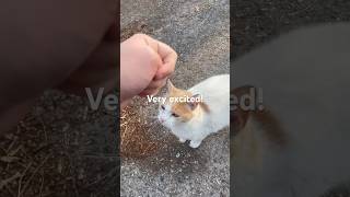 Stray Cat Comes RUNNING to See Me! So cute!