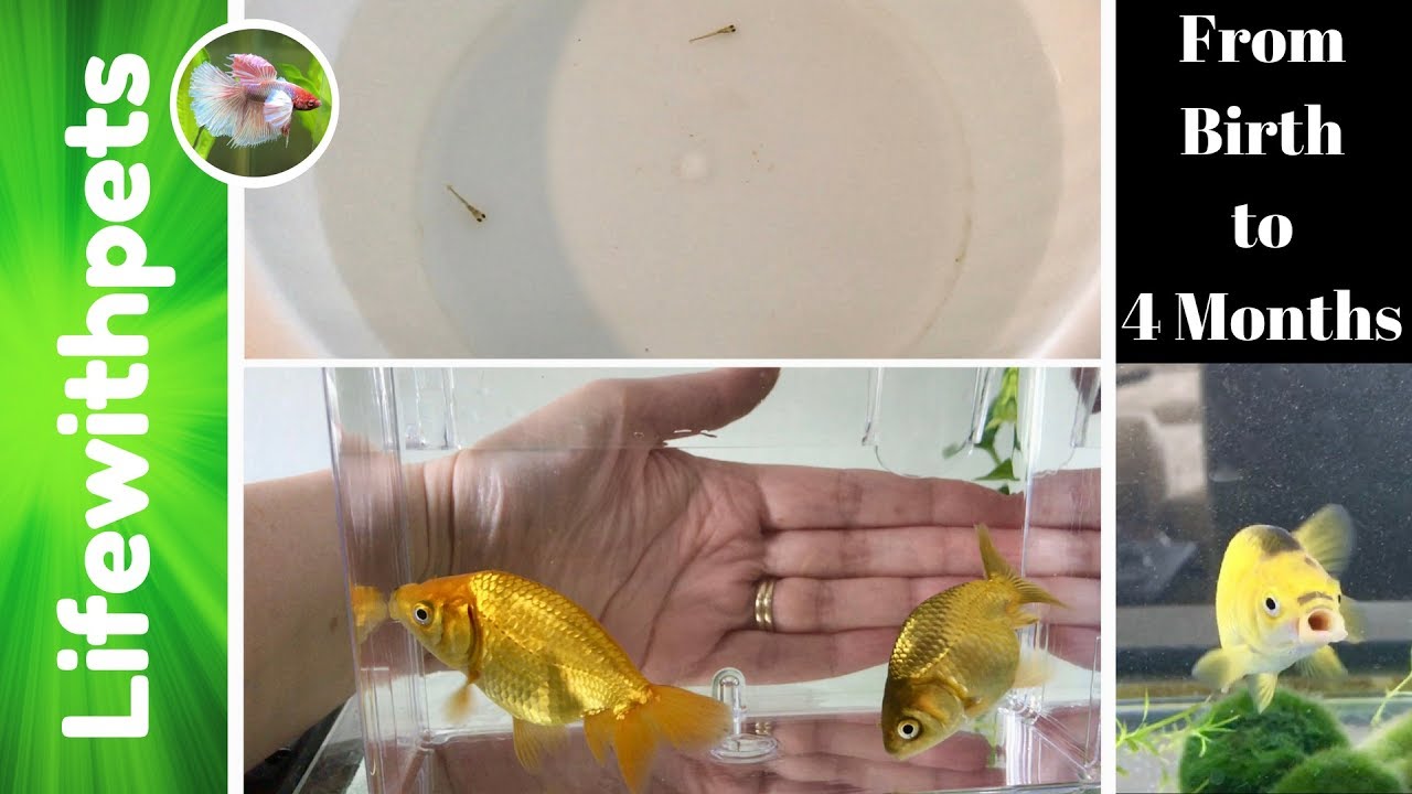 Goldfish Fry Growth Chart