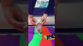 Maltese Terrier Yavru Köpek