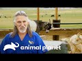 Doutor Jeff faz cirurgias no &quot;Paraíso das cabras&quot; | Veterinário das Montanhas | Animal Planet Brasil
