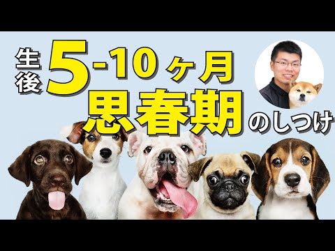 5ヶ月から始まる犬の思春期！どう変わる？