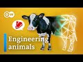 Sustainable Animal Breeding and Genetic Engineering Quiz