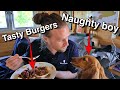 Miniature Dachshund Burger Thief!