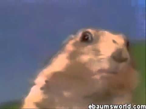 Dramatic Chipmunk