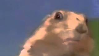 Dramatic Chipmunk