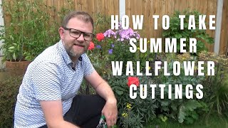 Taking Summer Erysimum Cuttings | Wallflower Propagation | Gardening Tips | Garden Hack