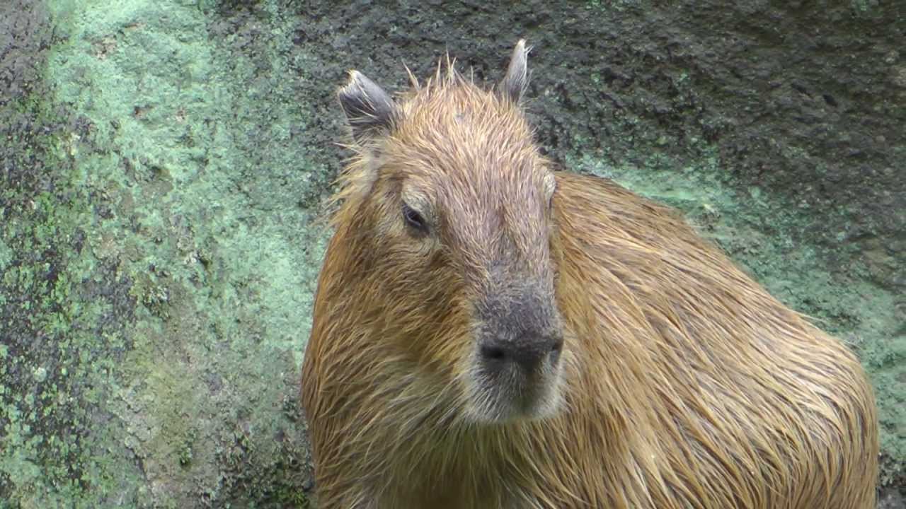 Magical and Awesome Sound of Capybaras Singing - YouTube