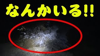 タマンダービーに参加してみた #3