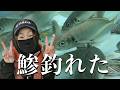 やっと釣れた!12月の引縄釣りで鯵ゲット!
