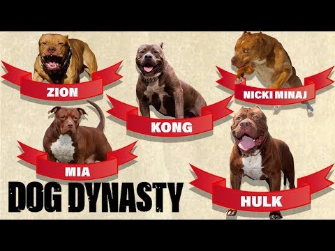 dark dynasty k9 for sale