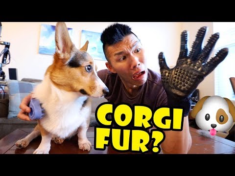 best dog brush for corgis