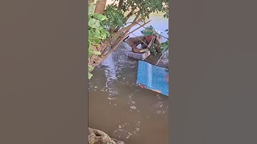 #shorts cá lóc bự quá cả nhà ơi, trích chúng cái phùng mang lên liền tời