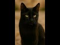 Черная кошка и Ислам