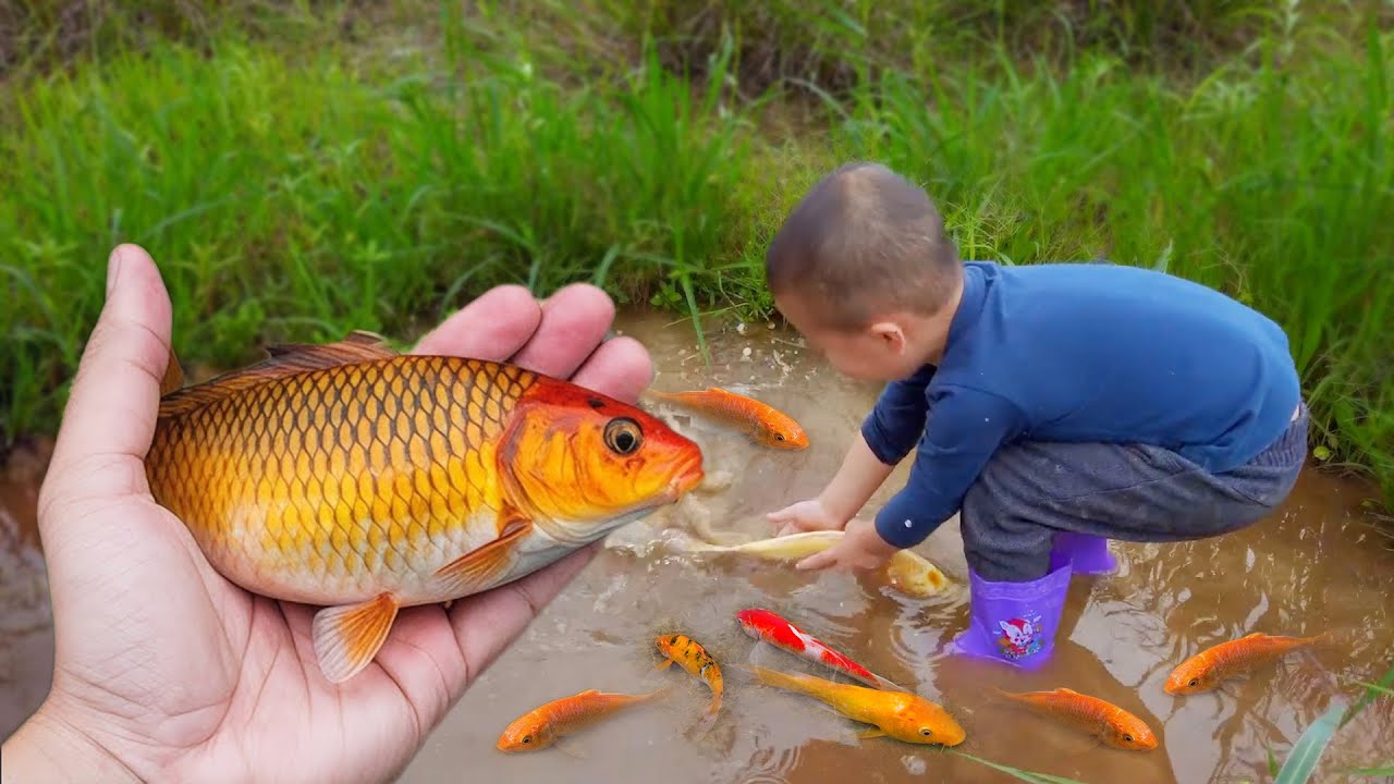Em ổi tìm bắt cá vàng kì lạ trong ao nhỏ bỏ hoang ngoài đồng #concá # ...