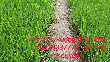 Nhà Đất Bán Đất Ruộng vườn dt 4 Công Giá 300tr Công Cái Bè Tiền Giang