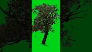 Hawa Chalta Hua Ped Green Screen Effect Green Background Image Video