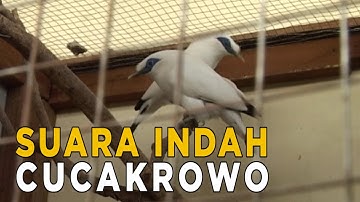 Melihat burung Cucakrowo yang terkenal mahal karena suaranya | JELANG SIANG