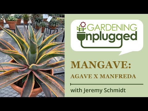 Video: What Are Manfreda Plants: Lär dig olika typer av Manfreda
