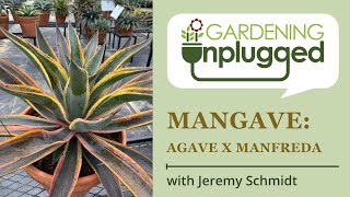 Gardening Unplugged - Mangaves: beautiful succulents (Agave x Manfreda) with Jeremy Schmidt