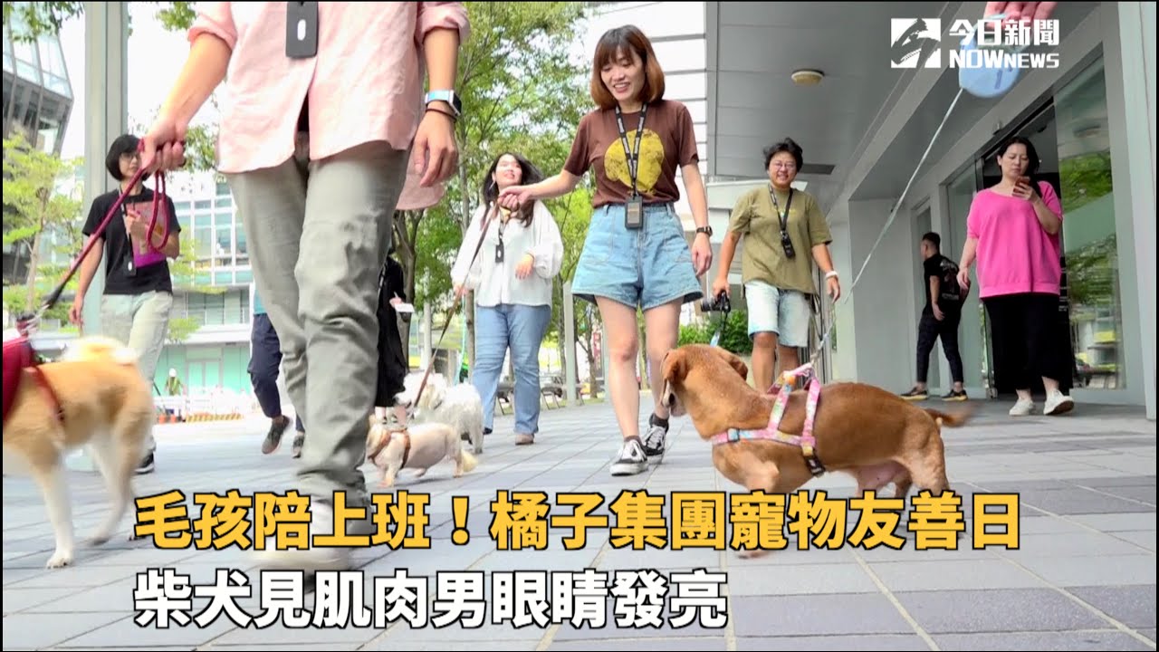毛孩陪上班！橘子集團寵物友善日　柴犬見肌肉男眼睛發亮