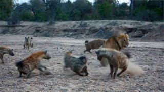 Old male lion stands his ground against a whole hyena clan