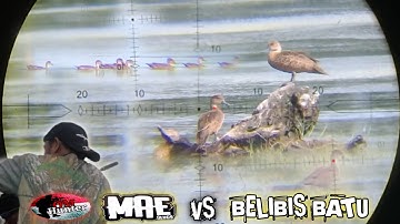 Berburu belibis batu ‼️ spot empang terlalu luas tapi belibisnya melimpah 😱