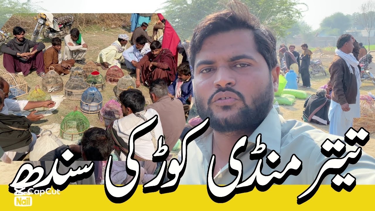 Teetar mandi korki sindh | Birds market latest update | Kala teetar | Irani teetar | Black teetar