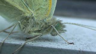 Cabbage White Butterfly (Pieridae: Pieris rapae) Close-up