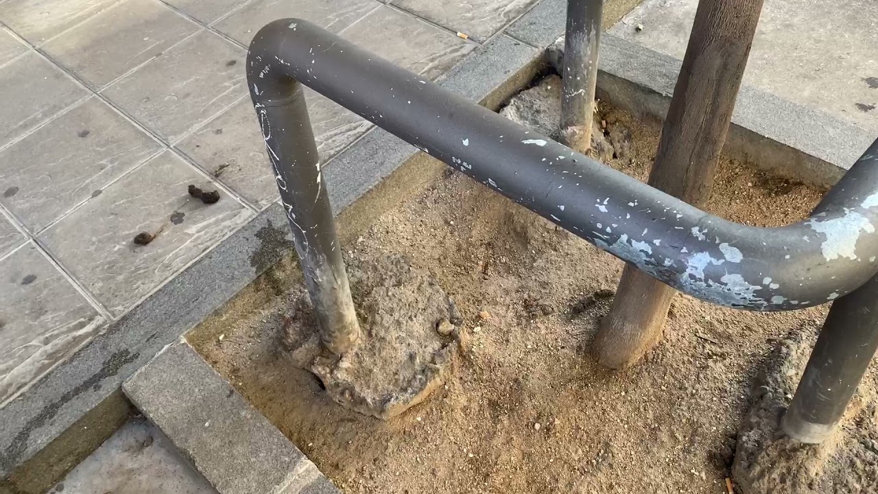 How to tell if an orange tree will have bitter or sweet oranges