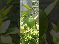 Jardín económico