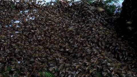 Honey bee swarm being rehived Part 2