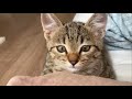 まだ眠いふりをして突然おそいかかってくる仔猫