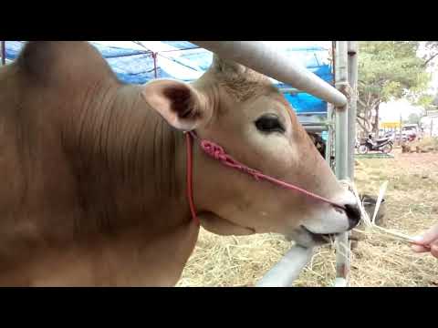 Elong O Ai Nashurie By Tichycus Keret