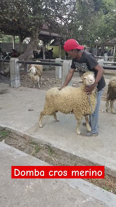 Download lagu Domba Cros Merino Jantan