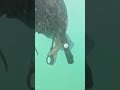 Subaquatic Diving | Kanu and Pari show |