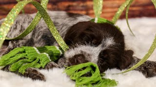 The Ultimate Grooming Routine for Your Wirehaired Pointing Griffon