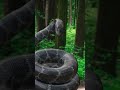 Amazing snake mummy #anaconda #snake #preytrestv #shortsfeed