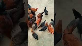 Best Desi Murgi Farming 🐓 #dbfarm #DBFarm #desimurgifarm #hen #murgi #egg #trending #shorts #reels