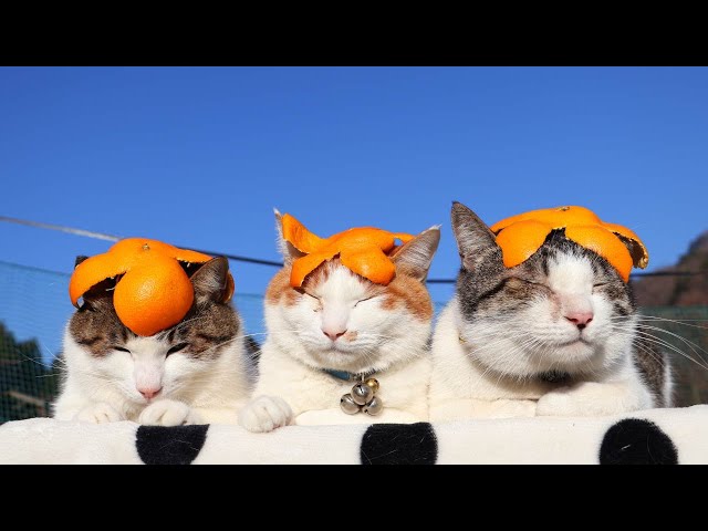 みかんねこページ デザフェス撤収しました～！ たくさんのお客さまに来ていただきみかん