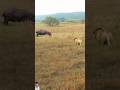 “The lion made it look easy taking down the rhino 😳” #jungleshorts #2026short #animals
