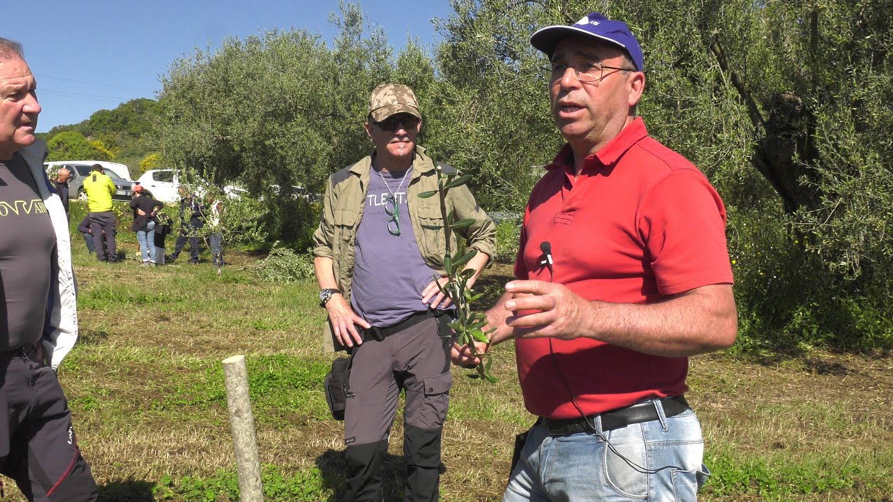 Barisado 20-04-2025: dimostrazione di innesto giovane pianta ulivo