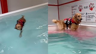 Dog Loves Splashing Around At His First Swimming Lesson