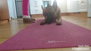 Forstyrrelse selvkontroll trening Ollie