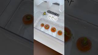 귀여운 당근 가족 7일만의 변천사🥕 #shorts #수경재배 #당근키우기 #당근