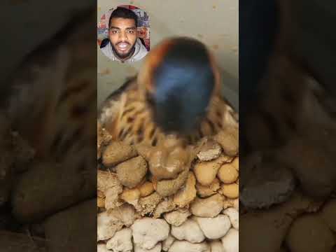 عش طائر الخطاف