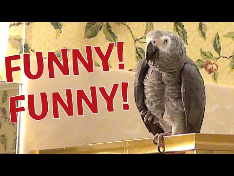 einstein-parrot-is-so-funny,-funny!